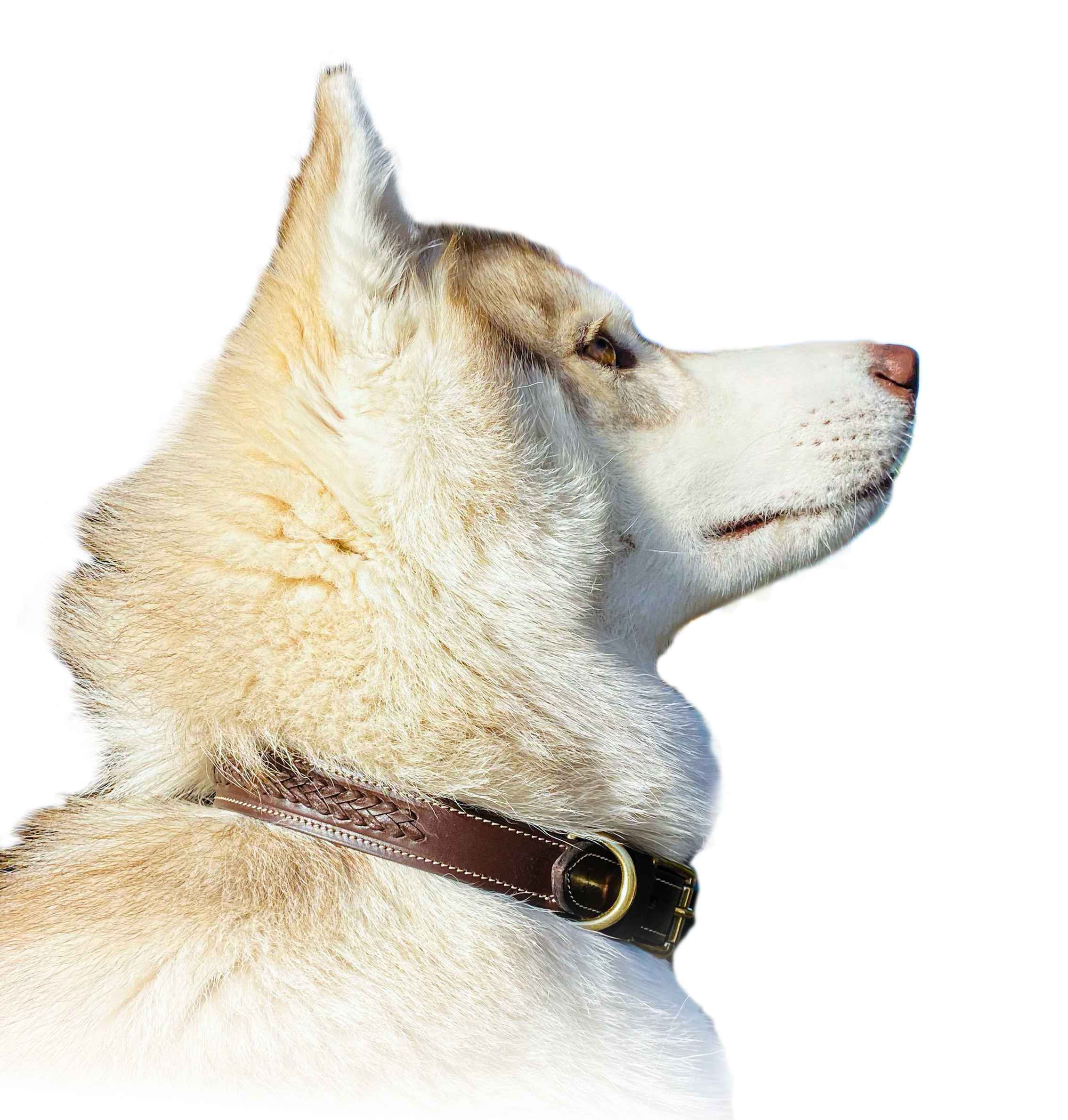 Dog wearing the brown Basel braided leather collar with gold hardware