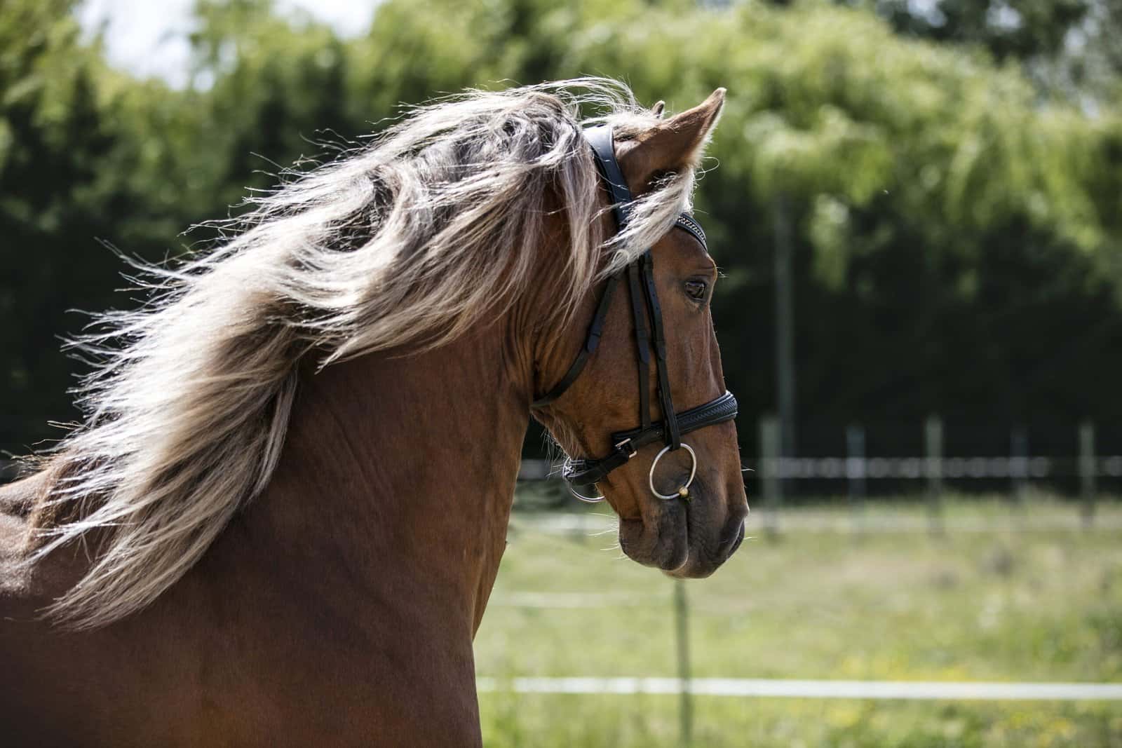 Le filet / bridon sans muserolle : confort équin ou simple tendance ?