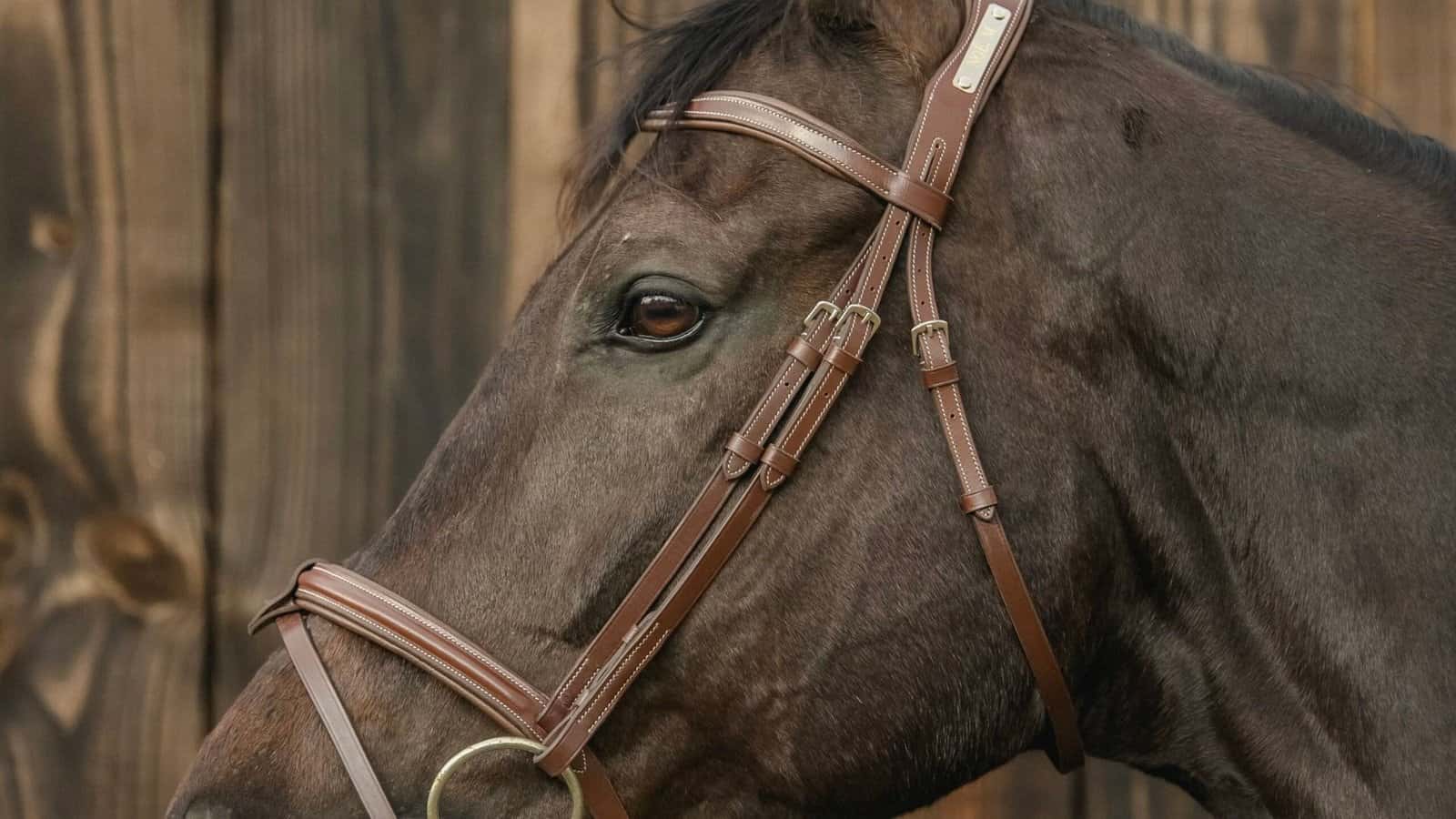 Bridon Western : Tradition et Performance