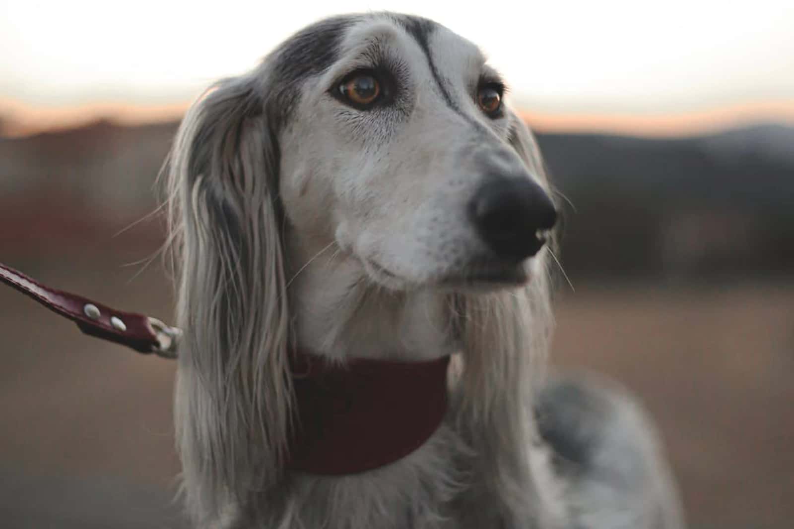 Langhaariger Windhund mit breitem braunem Halsband im Freien