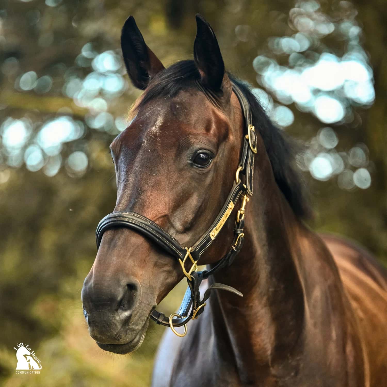 Horse wearing a black Exclusif headcollar with gold-coloured buckles and snap hook