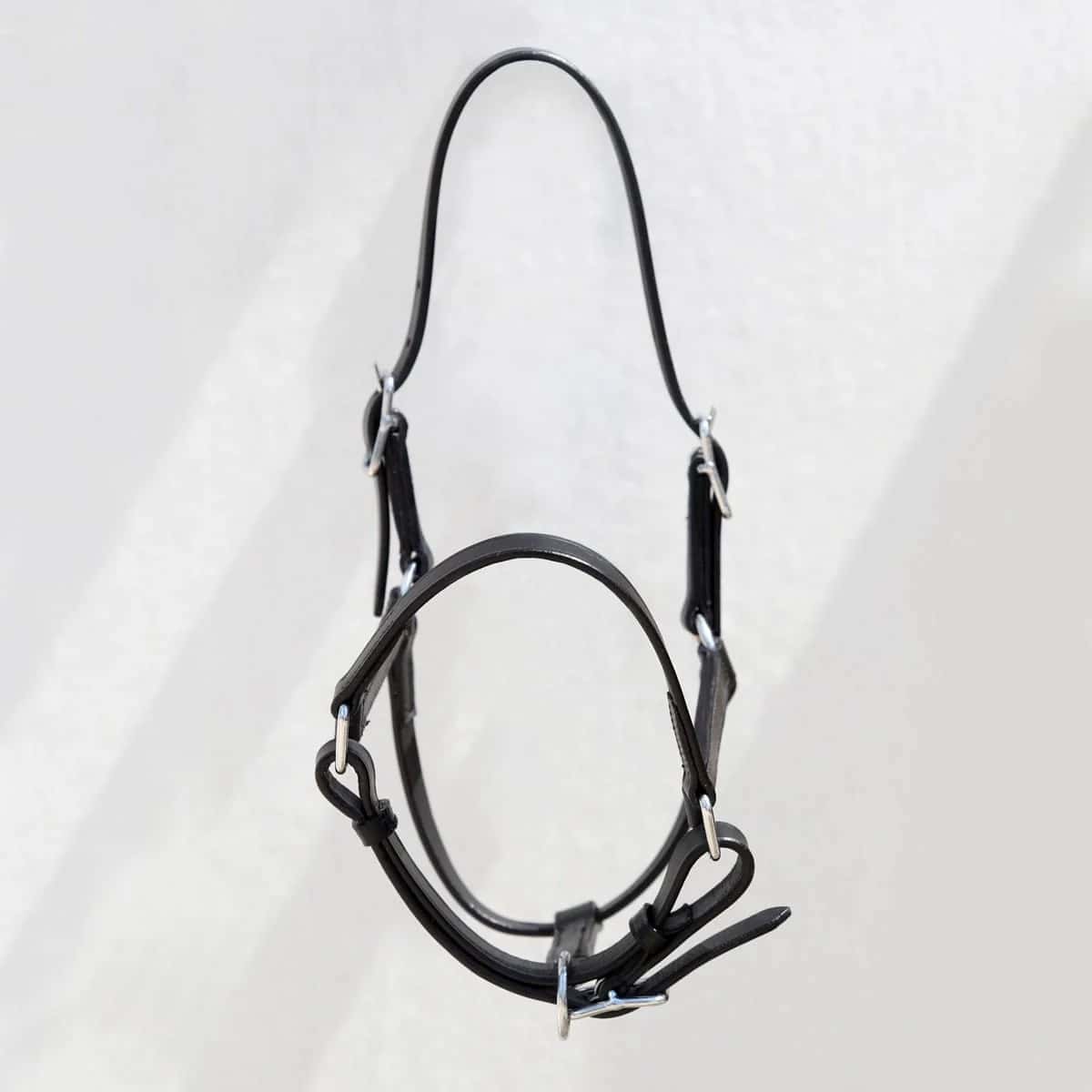 Top view of Little showing both headpiece buckles and the adjustable noseband