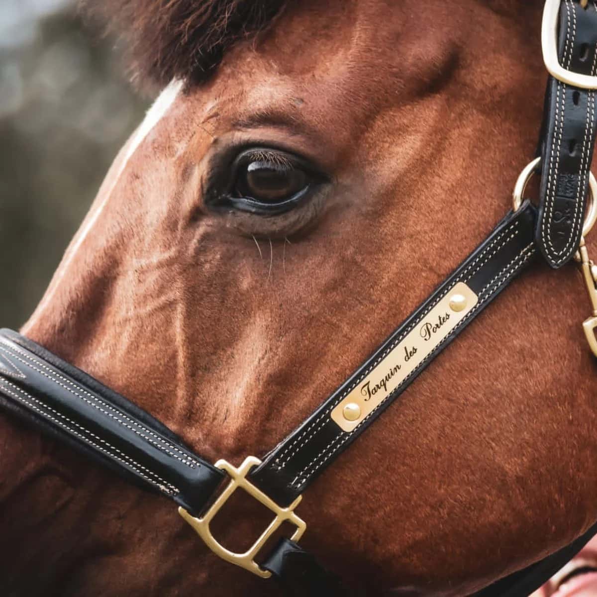 Gold-coloured nameplate with black engraving on a black leather Exclusif headcollar worn by a horse