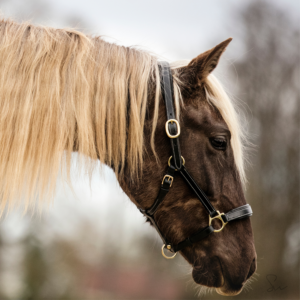 Personalized leather halter