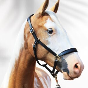 Customisable horse halter