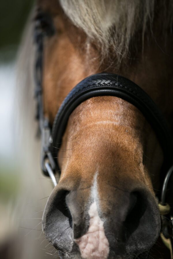 bridon cheval noir en cuir tressé