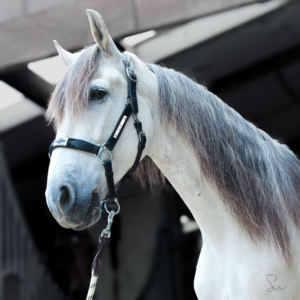 Customised polo leather halter with engraved anatomic headpiece