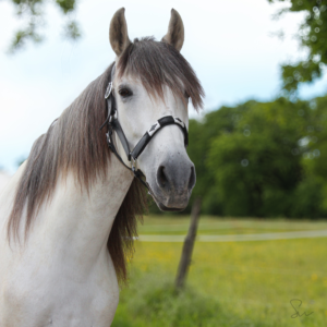 Customised leather halter with engraved polo headband