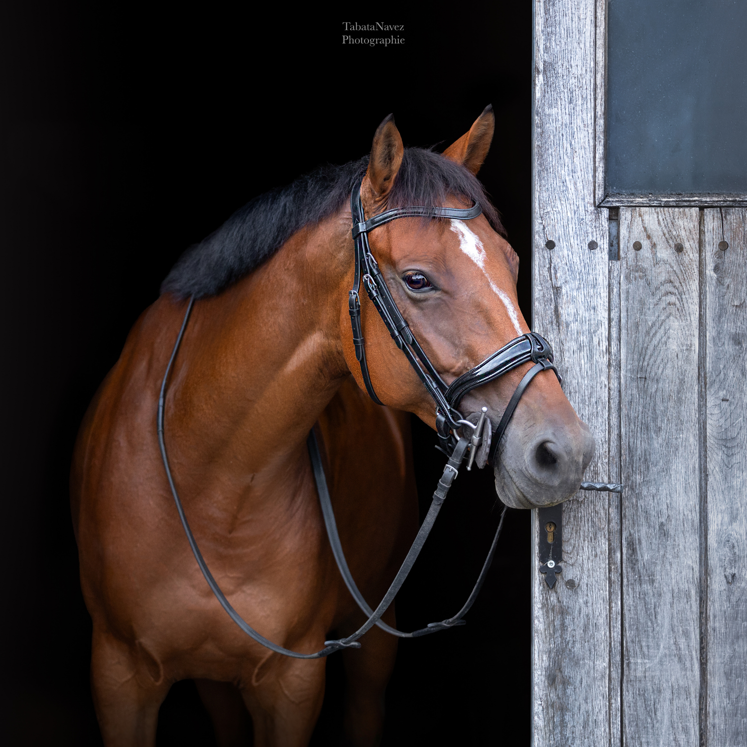 Bridon personnalisable en cuir vernis Zurich – Image 2