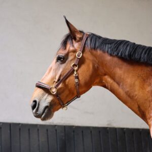 Licol personnalisable en cuir Nova – Bild 5