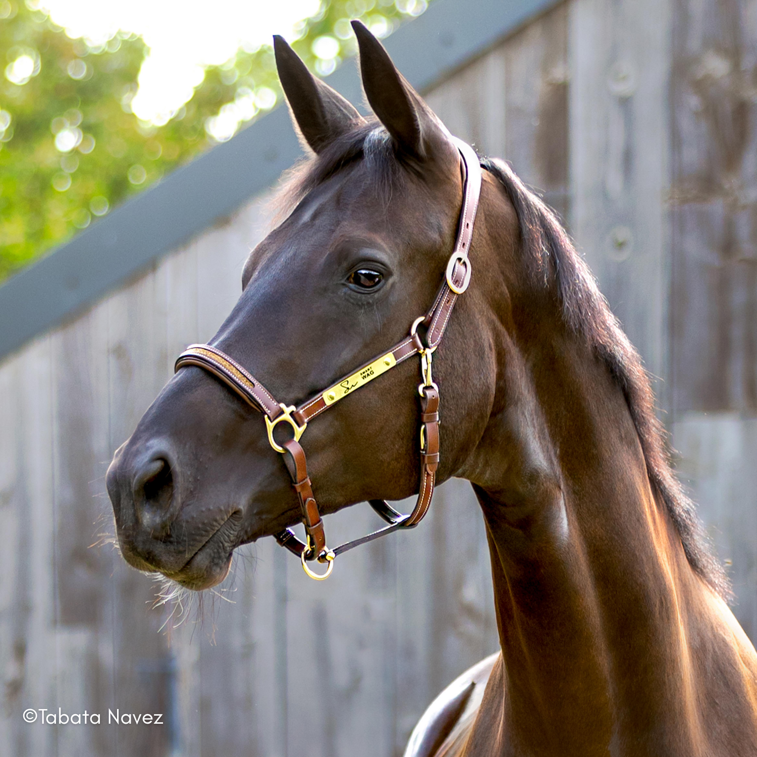 Licol personnalisable en cuir Sparkle – Image 4